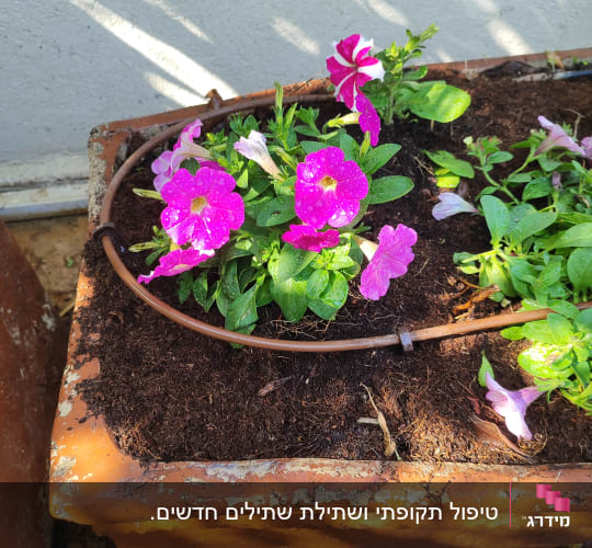 עציץ עם פרחים ורודים ומערכת השקיה